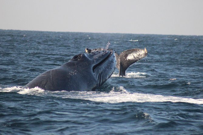 Private Whale Watching Tour in Puerto Vallarta - Private Whale Watching Tour in Puerto Vallarta: An Insider’s Review