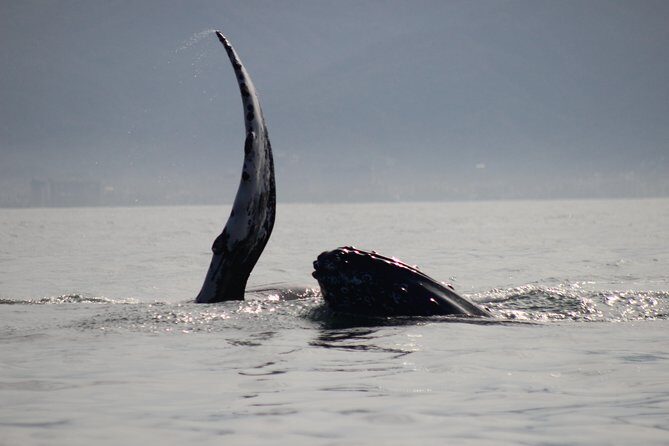 Private Whale Watching Tour in Puerto Vallarta - An In-Depth Look at the Private Whale Watching Tour