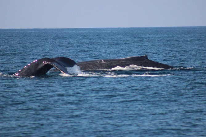 Private Whale Watching Tour in Puerto Vallarta - Final Thoughts: Who Will Love This Tour?