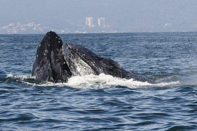 Private Whale Watching Tour in Puerto Vallarta - FAQ