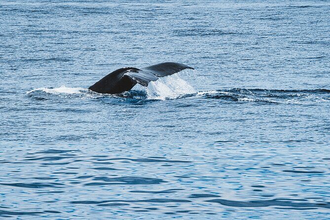 Private Whale Watching Trip from Oahu - Discovering the Details of the Whale Watching Experience