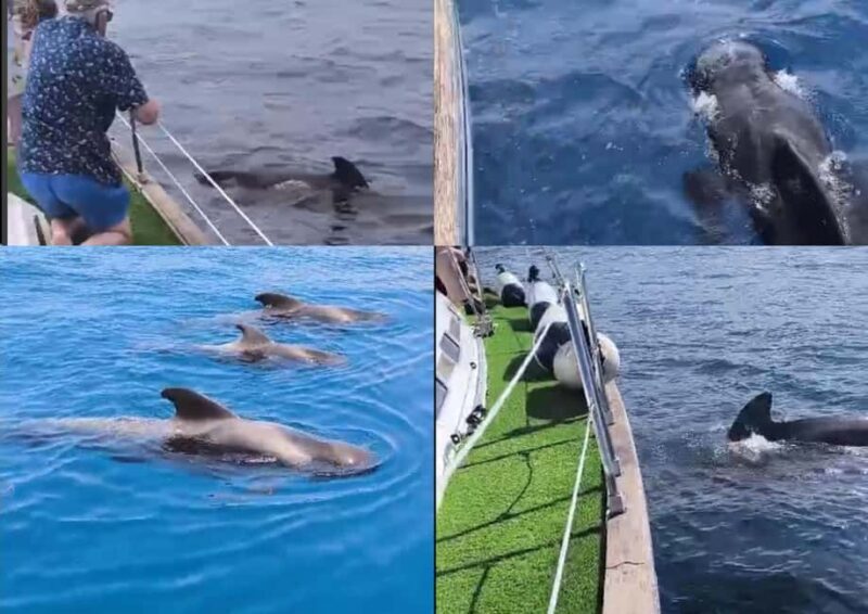 Private Whales & Dolphins Excursion: for you exclusively! - Discovering the Canary Islands’ Marine Riches