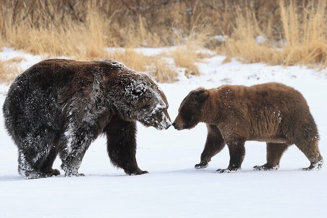 Private Whittier Cruise Transfer & Scenic Tour for Large Groups - The Sum Up: Is This Tour Right for You?