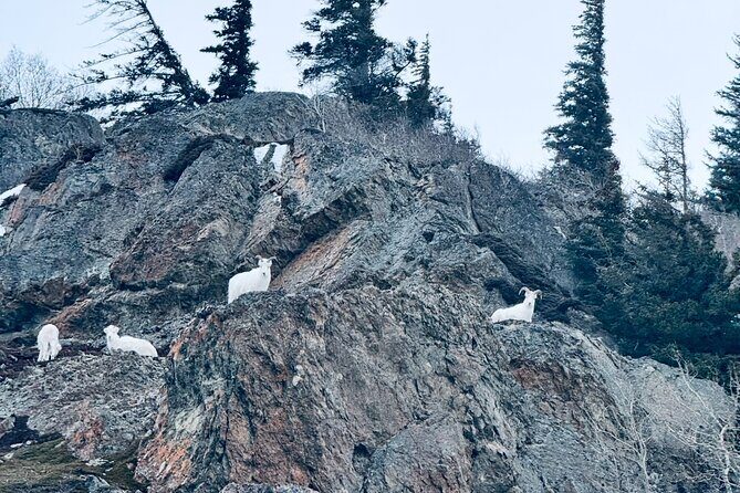 Private Whittier Cruise Transfer & Scenic Tour for Large Groups - Frequently Asked Questions (FAQs)