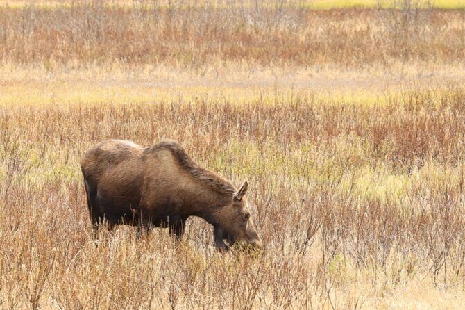 Private Whittier Cruise Transit Tour With AWCC - Key Points