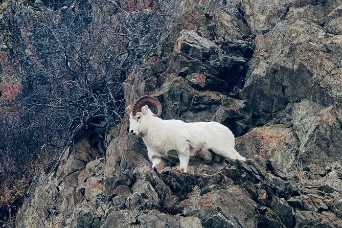 Private Whittier Cruise Transit Tour With AWCC - The Sum Up: Is This the Right Tour for You?