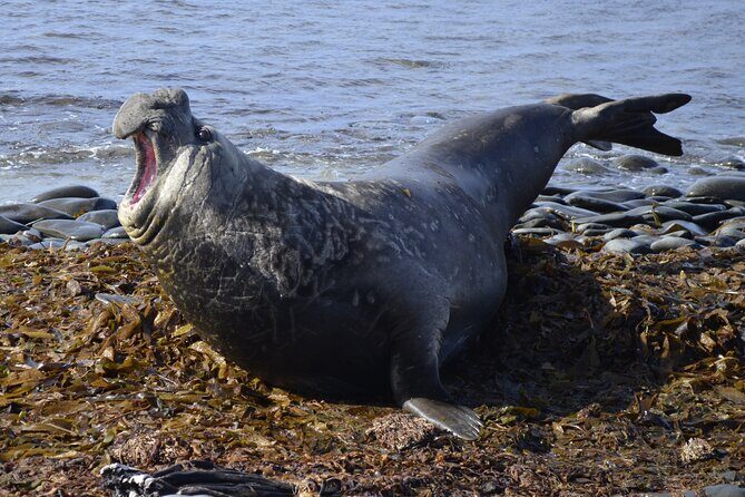 Private Wild Shores Tour: Penguins, Elephant Seals & Stanley - Experience Falkland Islands with the Private Wild Shores Tour
