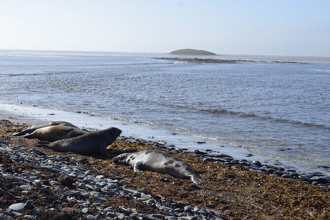 Private Wild Shores Tour: Penguins, Elephant Seals & Stanley - Key Points