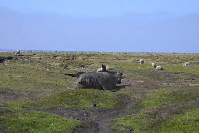 Private Wild Shores Tour: Penguins, Elephant Seals & Stanley - Who Is This Tour Best For?