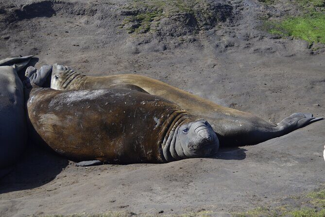 Private Wild Shores Tour: Penguins, Elephant Seals & Stanley - Closing Thoughts