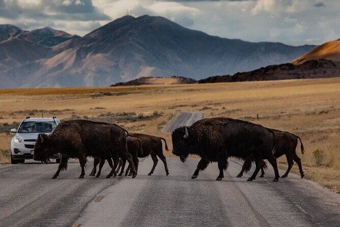 Private Wildlife and Scenic tour on Antelope Island - In-Depth Look at the Tour Experience