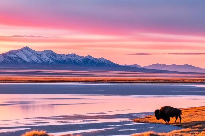 Private Wildlife and Scenic tour on Antelope Island - The Sum Up