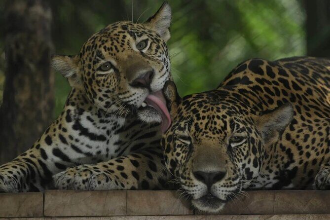 Private Wildlife and Sightseeing Tour to Natuwa Rescue Center - Key Points