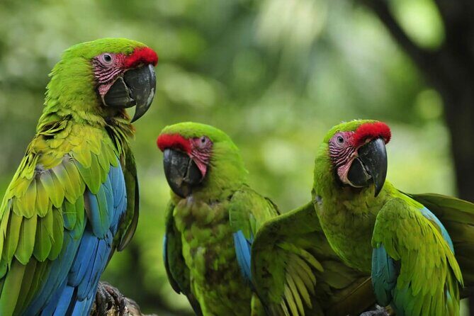 Private Wildlife and Sightseeing Tour to Natuwa Rescue Center - Exploring Esparza and Its Historic Charm