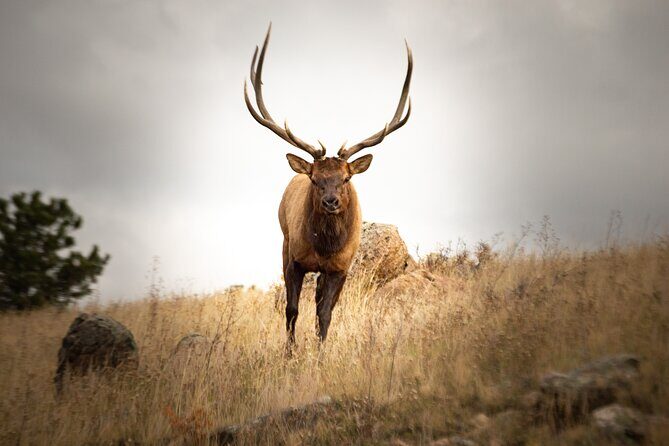 Private Wildlife Driving Tour in Rocky Mountain National Park - Key Points
