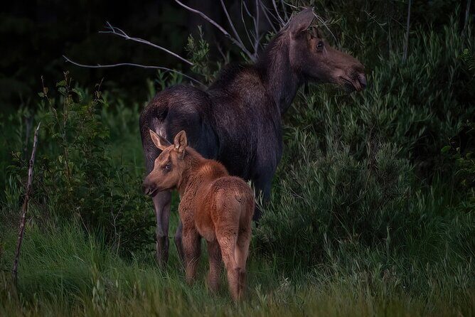 Private Wildlife Driving Tour in Rocky Mountain National Park - Final Thoughts