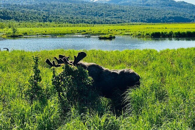 Private Wildlife, Glacier & Gold Panning (Panoramic Van  Max 9) - In-depth Review of the Private Wildlife, Glacier & Gold Panning Tour