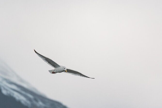 Private Wildlife, Glacier & Gold Panning (Panoramic Van  Max 9) - FAQ