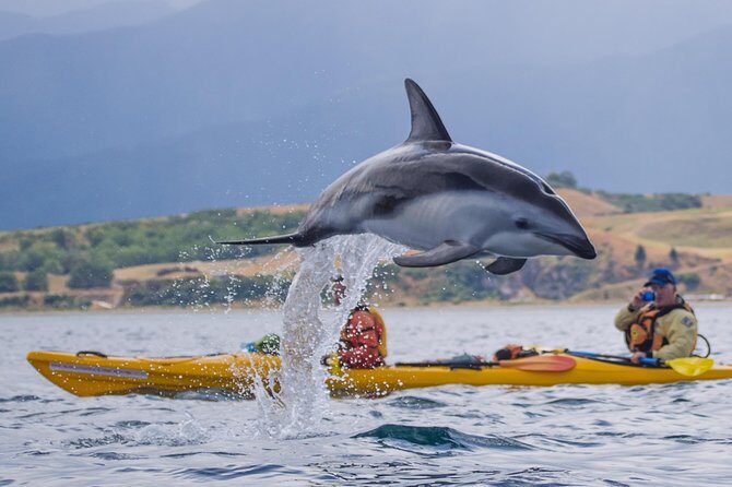Private Wildlife Kayaking Tour - Kaikoura - Key Points
