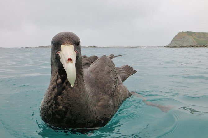 Private Wildlife Kayaking Tour - Kaikoura - Who Should Consider This Tour?