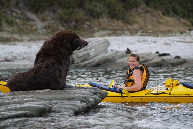 Private Wildlife Kayaking Tour - Kaikoura - FAQs