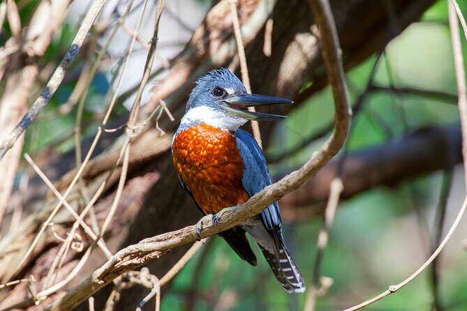 Private Wildlife Tour in Avellanas Beach - A Detailed Look at the Avellanas Wildlife Tour