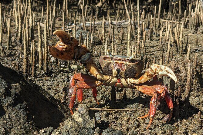 Private Wildlife Tour in Avellanas Beach - Practical Details & Tips