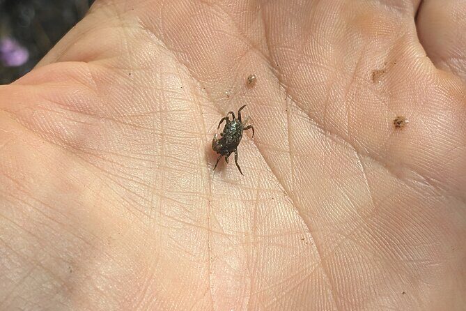 Private Wildlife Tour in Avellanas Beach - Authentic Experiences and What Travelers Say