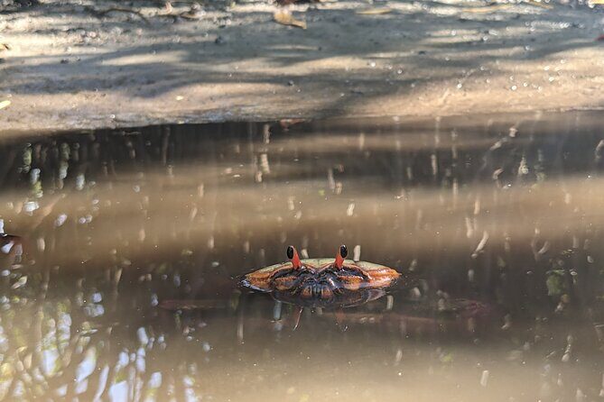 Private Wildlife Tour in Avellanas Beach - The Sum Up: Who Should Consider This Tour?