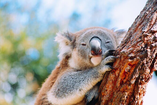 Private Wildlife Waterfalls and Wine Day Tour from Sydney - A Day of Wildlife, Waterfalls, and Wine—From Sydney
