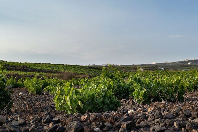 Private Wine Adventure Tour in the Most Distinct Wineries - An Authentic Wine Journey Through Santorini’s Most Distinct Wineries