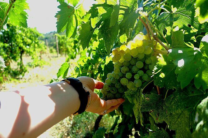 Private Wine & Evo oil tasting with Truffle Meal - Final Thoughts