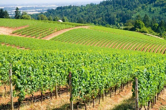 Private Wine Excursion Willamette Valley, Oregon - Wine Tour - Exploring the Willamette Valley: An In-Depth Look at the Tour