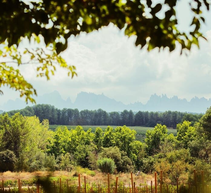 Private Wine, Tapas & Cava Experience from Barcelona - FAQ