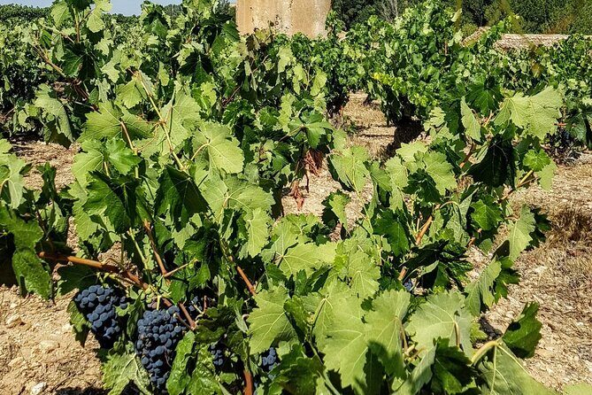 Private Wine Tasting And Visit Tour in Ribera Duero - Practical Details and Value