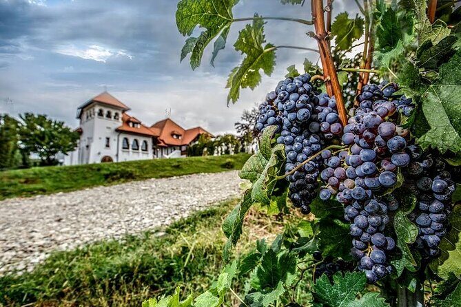 Private Wine Tasting in Cellar and the Winemaking process - Who Should Consider This Tour?