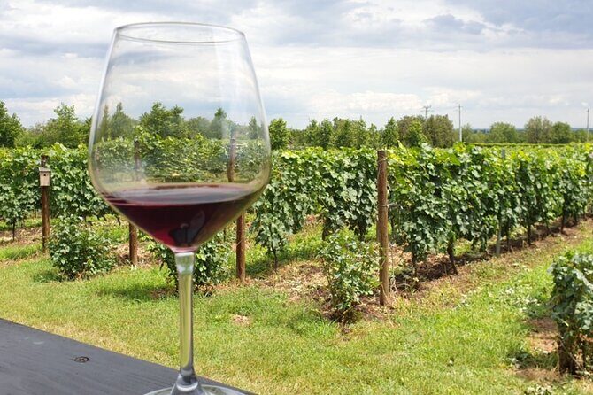 Private Wine Tasting in Cellar and the Winemaking process - Final Thoughts