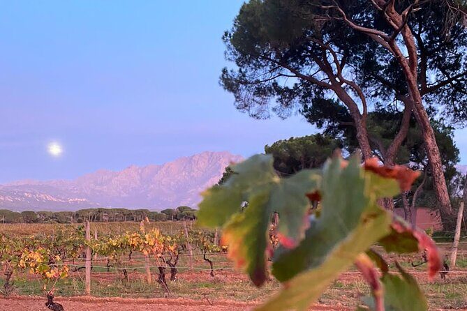 Private Wine Tasting Tour around Ile Rousse and Calvi - A Closer Look at the Private Wine Tasting Tour