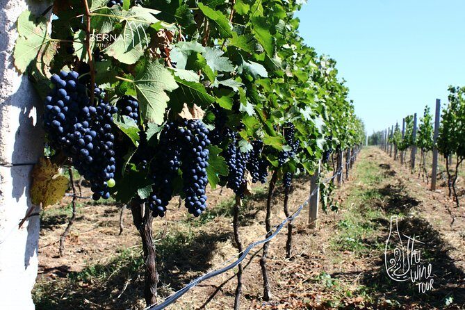 Private wine tasting & wine pairing tours - Who Will Love This Tour?