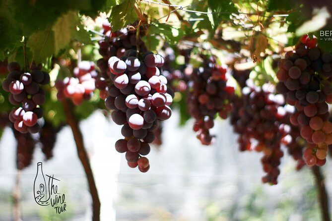 Private wine tasting & wine pairing tours - Final Thoughts