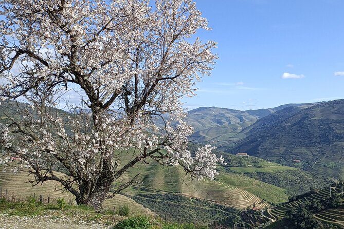 Private Wine Tour - Who Should Book This Tour?