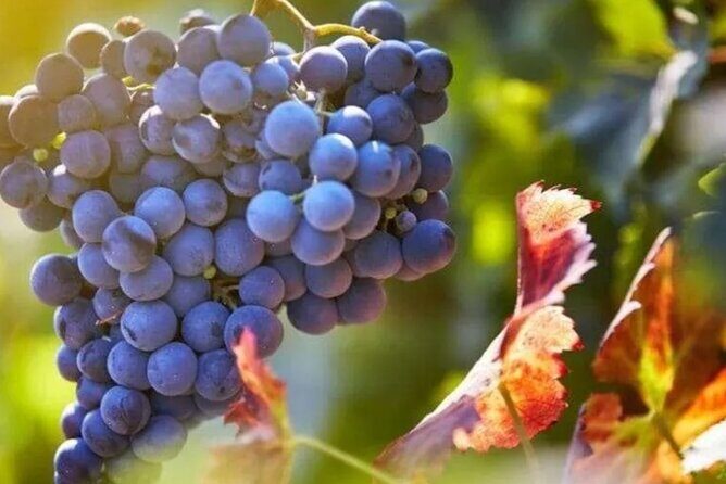 Private Wine Tour in Hunter Valley Pokolbin - Authentic Experiences and Practical Tips