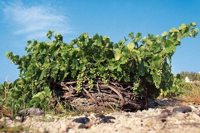 Private Wine Tour in Santorini - An In-Depth Review of the Santorini Private Wine Tour