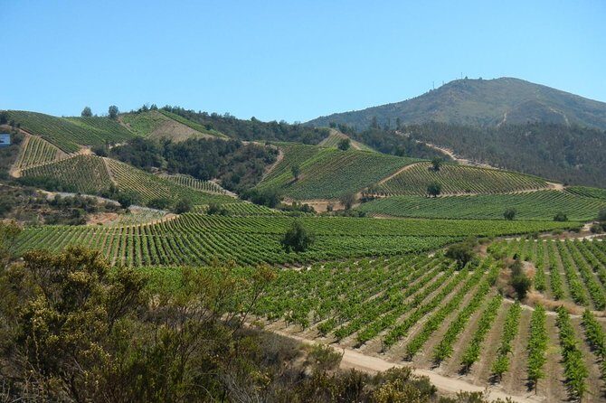 Private Wine Tour in Valparaiso - A Deep Dive into the Experience