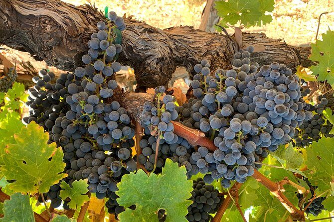 Private Wine Tour Napa or Sonoma 6 hours up to 6 people - The Sum Up