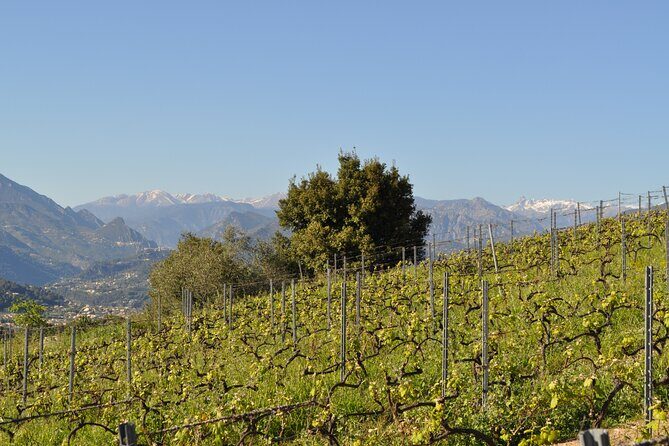 Private Wine Tour of the vineyards on the French Riviera - Final Thoughts