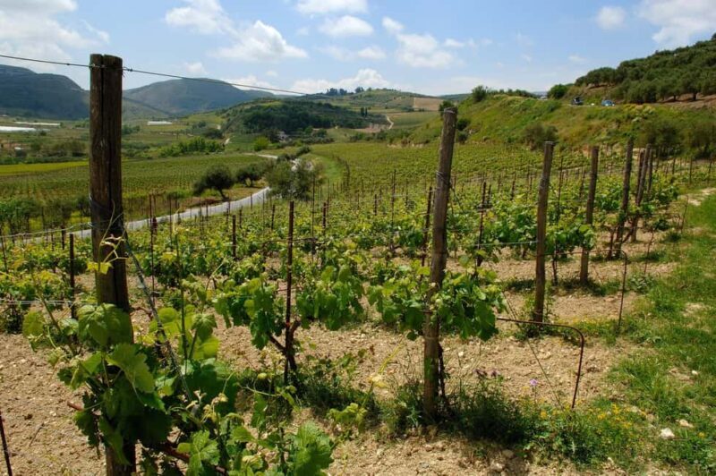 Private Wine Tour - The Itinerary: What to Expect on This Private Wine Journey