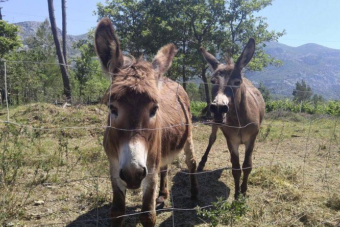 PRIVATE Wine Tour to Konavle country side - Why This Private Wine Tour Stands Out