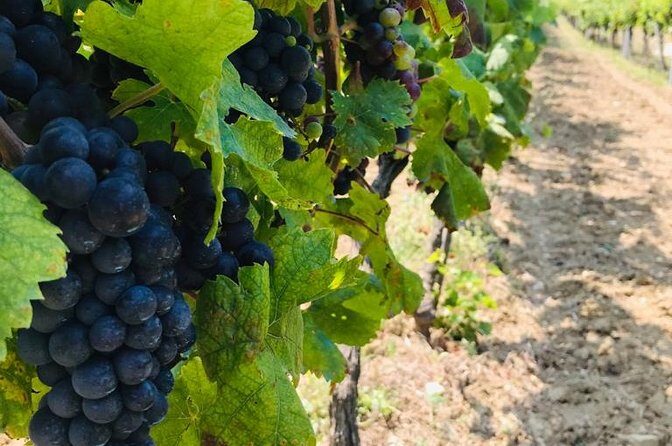 PRIVATE Wine Tour to Konavle country side - Who Would Love This Tour?