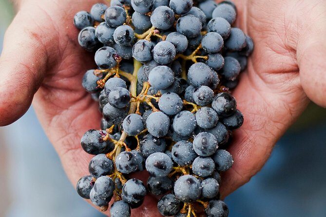 Private Wine Tour with Tastings from Eugene - Exploring Oregon Wine Country from Eugene: An In-Depth Review